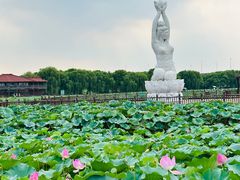 -荷塘月色湿地公园·向阳花洲