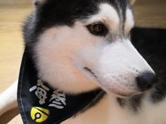 -Husky Go! 哈士奇体验馆·宠物咖啡厅狗咖