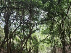 -梧桐山风景名胜区