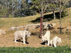 -北京野生动物园