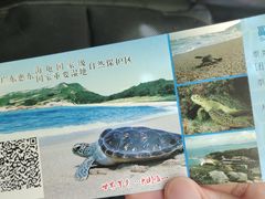 -广东惠东海龟国家级自然保护区