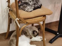 -有猫主题·治愈系猫咖(曾厝垵店)