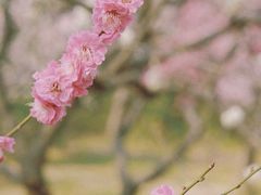 -梅花山(明孝陵内)