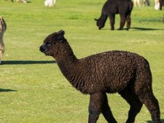 -鄂尔多斯野生动物园