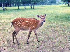 -塞罕坝国家级自然保护区
