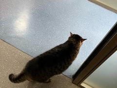 -伟伟宠物医院·瑞派猫友好医院·猫科(光谷店)