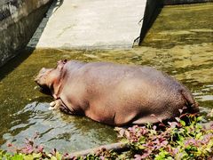-合肥野生动物园