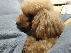 -艾贝尔宠物诊疗