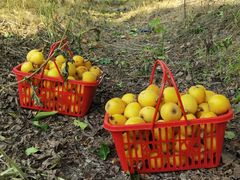 -塘栖枇杷特色园区