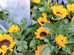 -循礼门鲜花花市(武汉循礼门店)