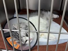-宠颐生宠物医院·犬猫全科·皮肤科(商业街店)