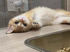 -飞行喵MR PILOT|猫舍·猫咖(静安大融城店)