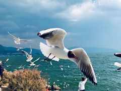 -大理洱海