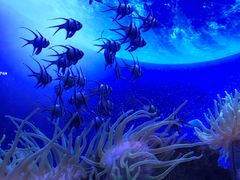 -芜湖新华联大白鲸海洋公园