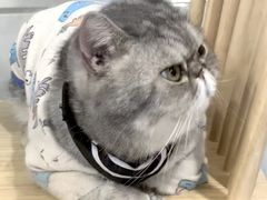 -楼上猫咖(罗湖店)