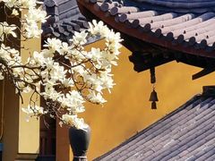 -灵谷景区