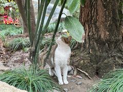 -龙华素斋(龙华路店)