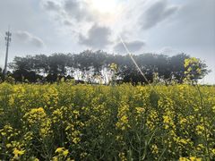 -光明小镇欢乐田园