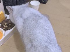 -猫十亿·布偶金渐层·曼基康矮脚猫舍(青年路店)