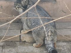 -青藏高原野生动物园