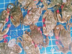 -宾朋海鲜特色美食餐厅·纯手工鲅鱼水饺(兴海路店)