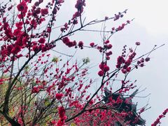 -杭州半山国家森林公园