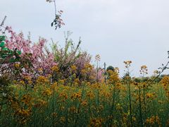-洪湖家庭农场·团建·露营·会议