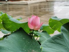 -法华学问寺-停车场