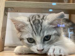 -猫力发电所·宠物专门店