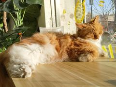 -平行世界·猫咖(首经贸店)