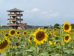 -杭州湾海上花田景区