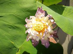 -莲花池公园