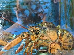 -小铜锣湾海鲜家常菜馆(河西店)