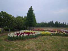 -杭州湾海上花田景区