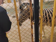 -大青山野生动物园