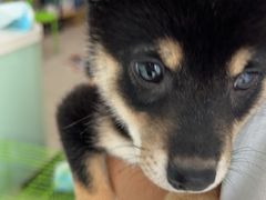 -佳雯宠物医院·皮肤科·内外科(春晓路分院)