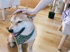 -柴犬小屋·柴餐厅·狗咖食堂(金鼎广场店)