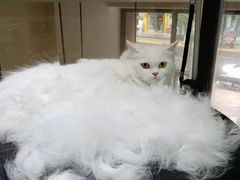 -帕帕拉兹宠物(亚洲旗舰店)