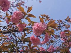 -重庆中央公园(渝北区)