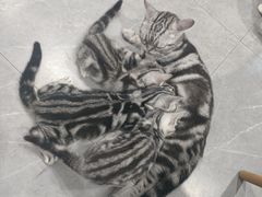 -松果猫咖(桐乡吾悦金街店)