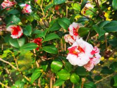 -深圳国际园林花卉博览园