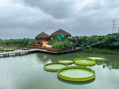 -池杉湖湿地公园