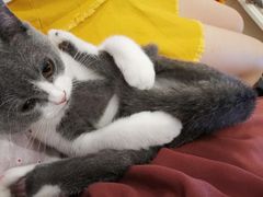 -飞行喵MR PILOT|猫舍·猫咖(静安大融城店)