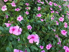 -东南花都花博园