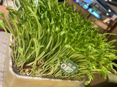 活体豆苗-海底捞火锅(漕宝路店)