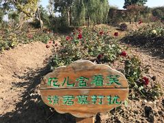 -鹅湖玫瑰文化园