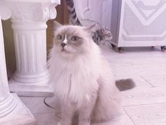 -共舞时光猫咖·狗咖(新街口店)