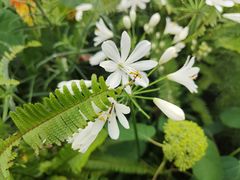 -深圳市中科院仙湖植物园