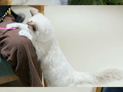 -藏猫猫咖啡主题馆(中央大道店)