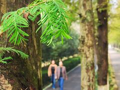 -合肥滨湖国家森林公园